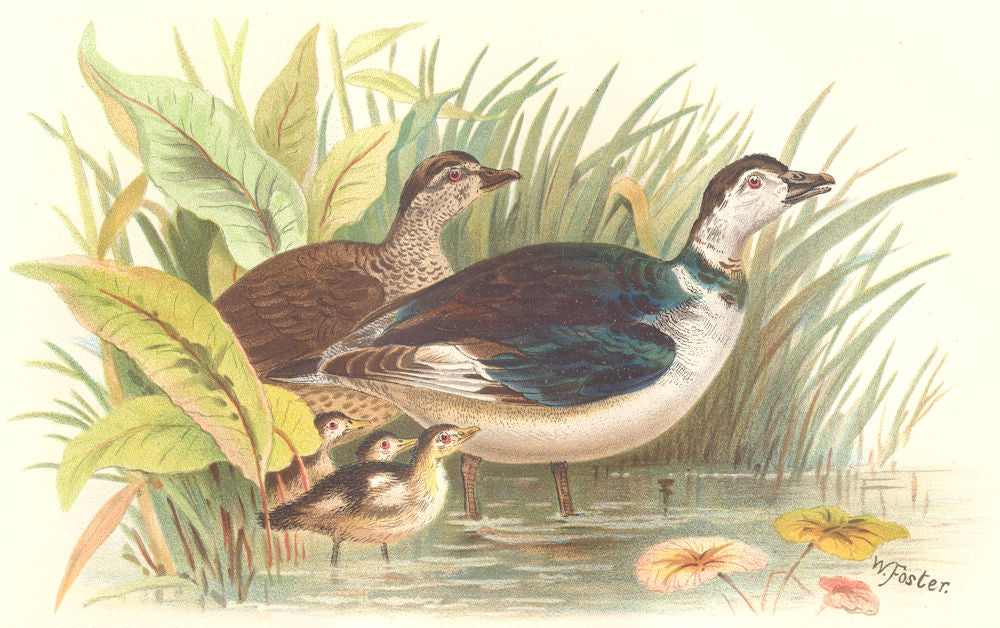 INDIAN GAME BIRDS. Cotton-Teal (Nettapus Coromandelicus). Chromolitho. FINN 1915